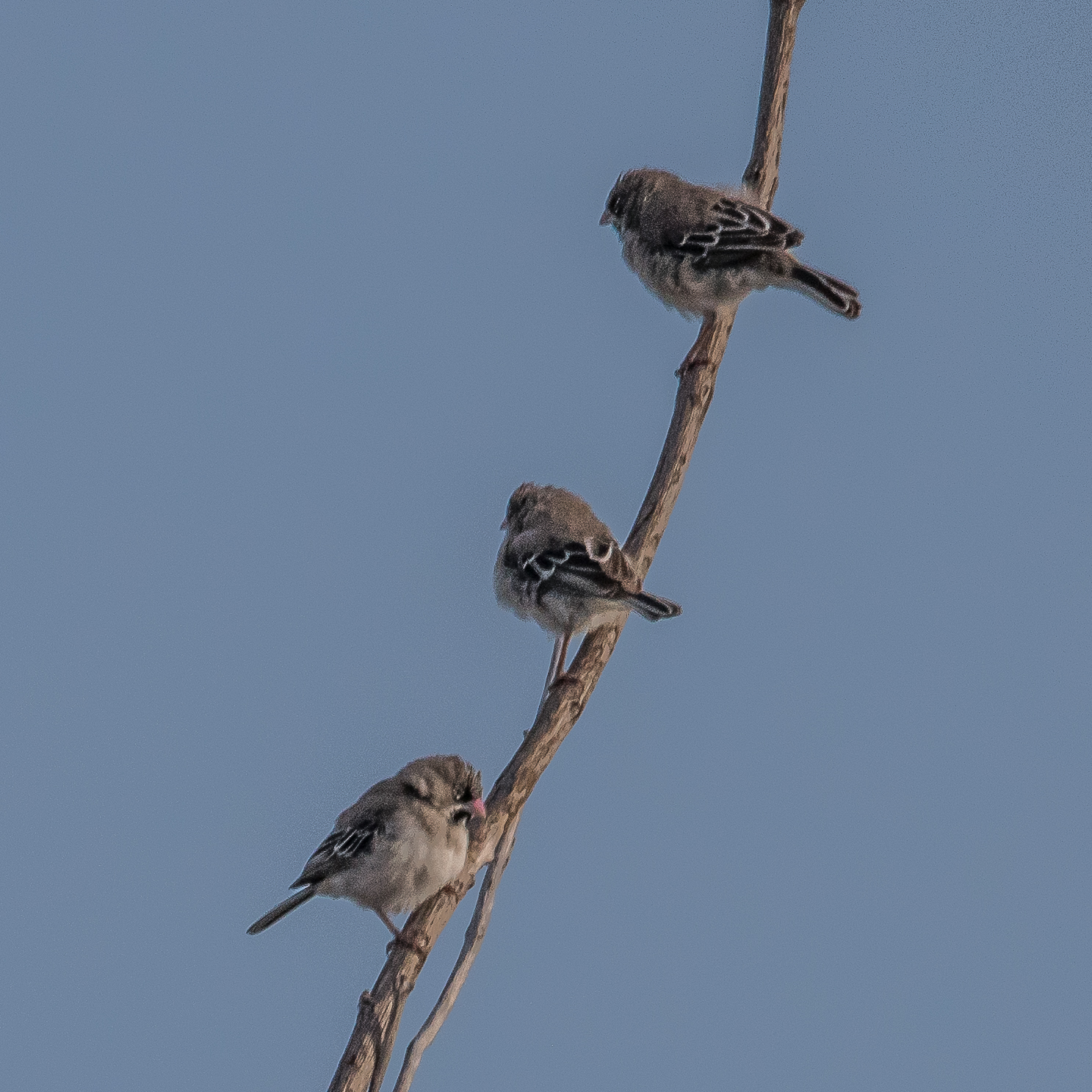 Sporopipe squameux (Scaly-feathered weaver, Sporopipes squamifrons), Parc National de Chobe, Botswana.